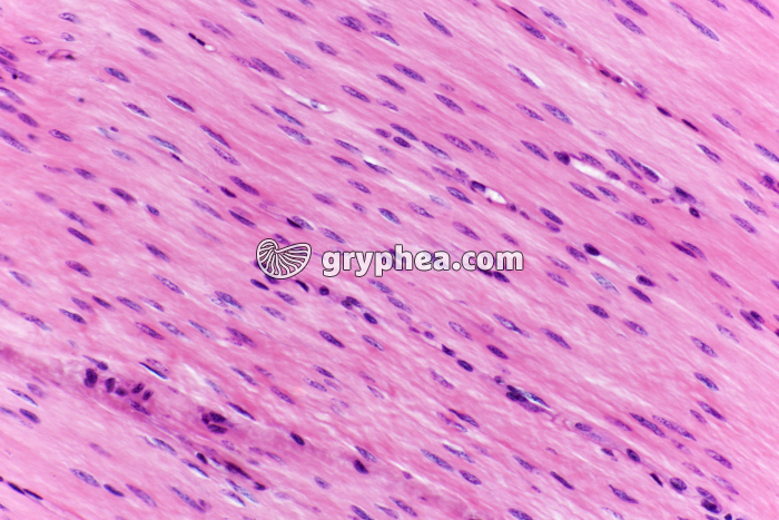 Fibres musculaires lisses x100 - gryphea.com